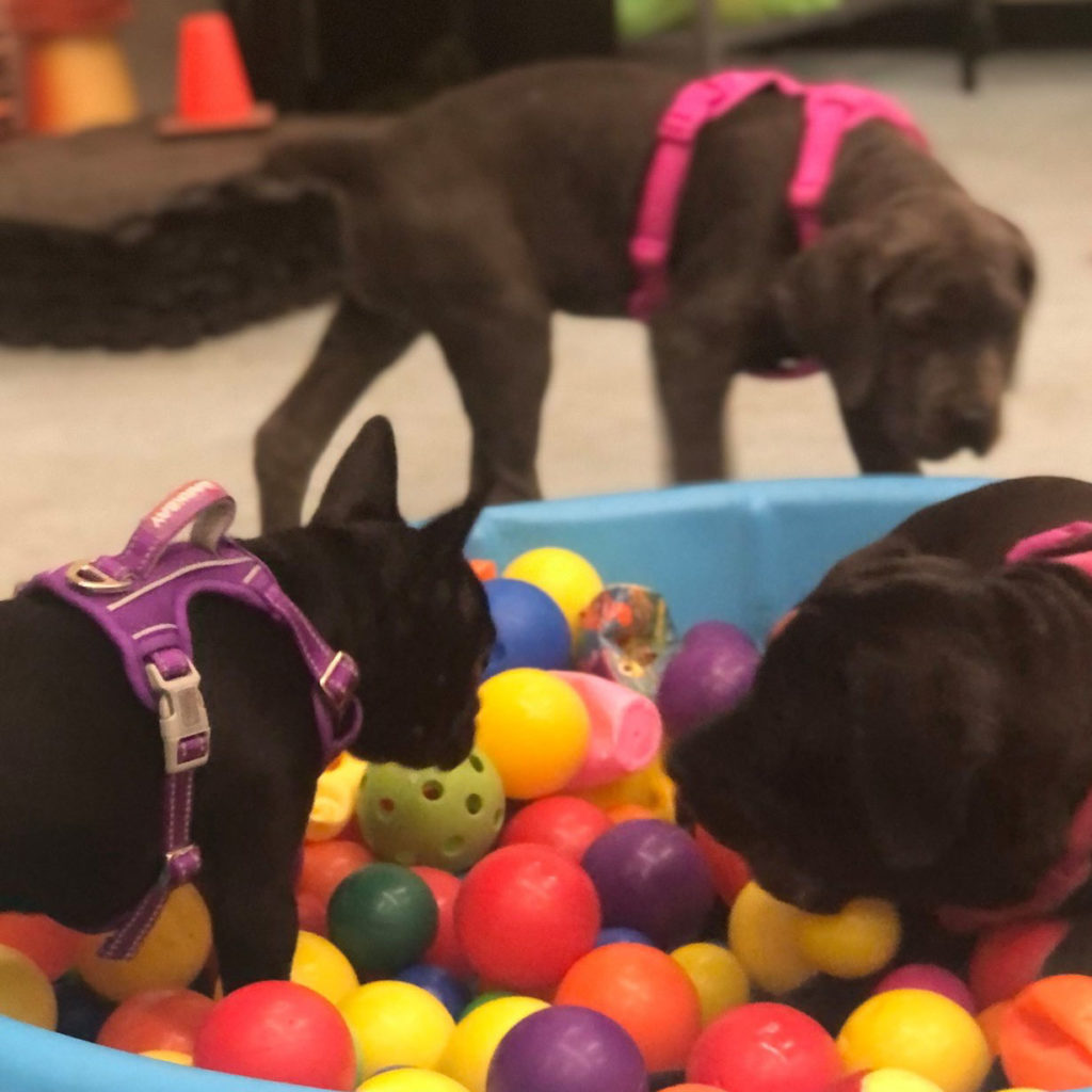 dogs playing in ball pit