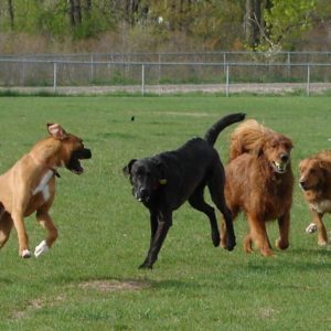 Dogs playing at dog park
