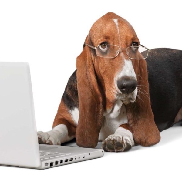Basset hound dog using a laptop