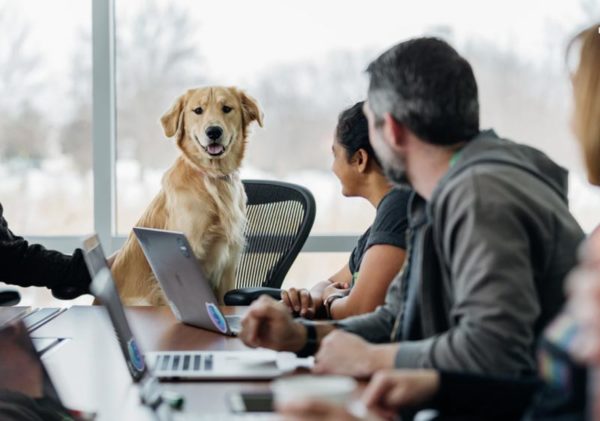 Dog sitting in an office chair with office workers