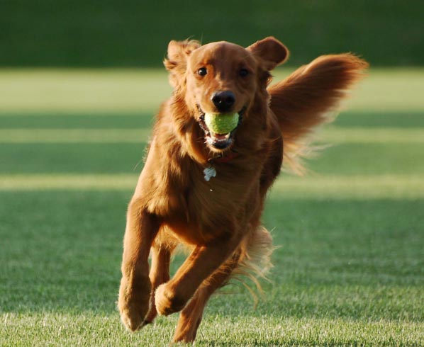 Dog training Catching Ball