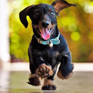 running dachshund with green collar