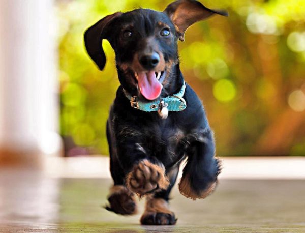 running dachshund with green collar