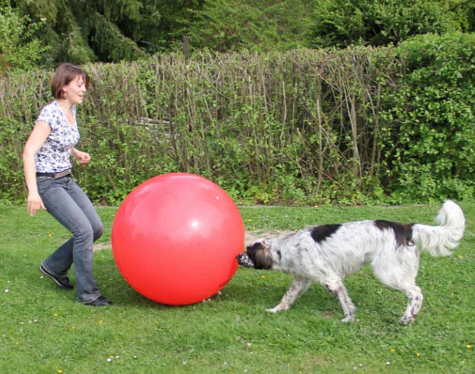 Dog and owner playing treibball