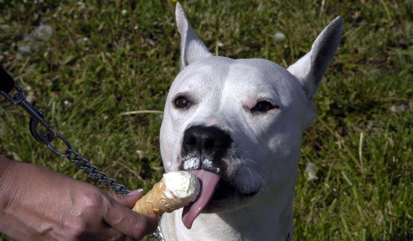 White Pitbull licking an ice cream