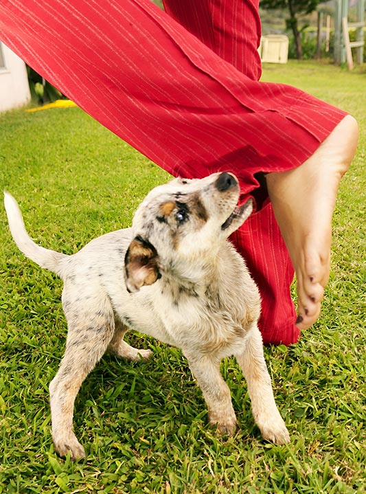 puppy biting woman red pants