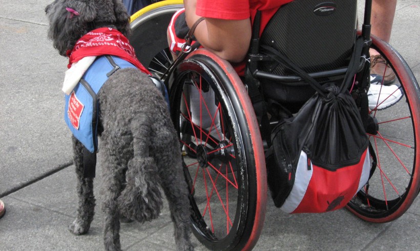 service dog with owner on a wheelchair