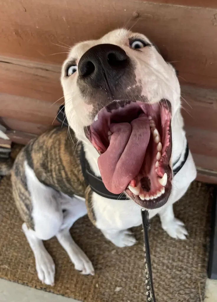 dog smiling showing tongue