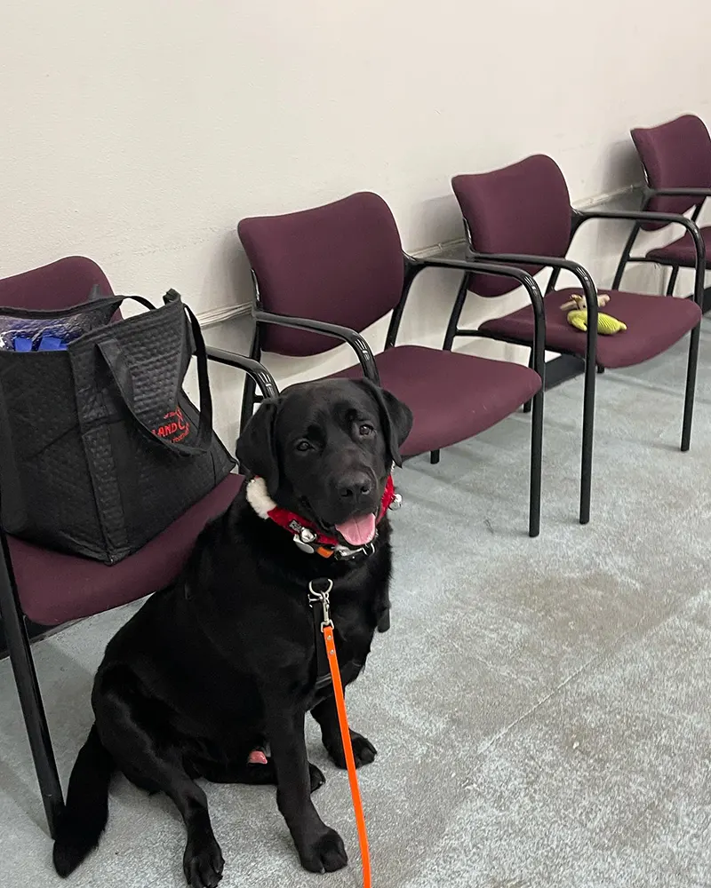 Black dog sitting