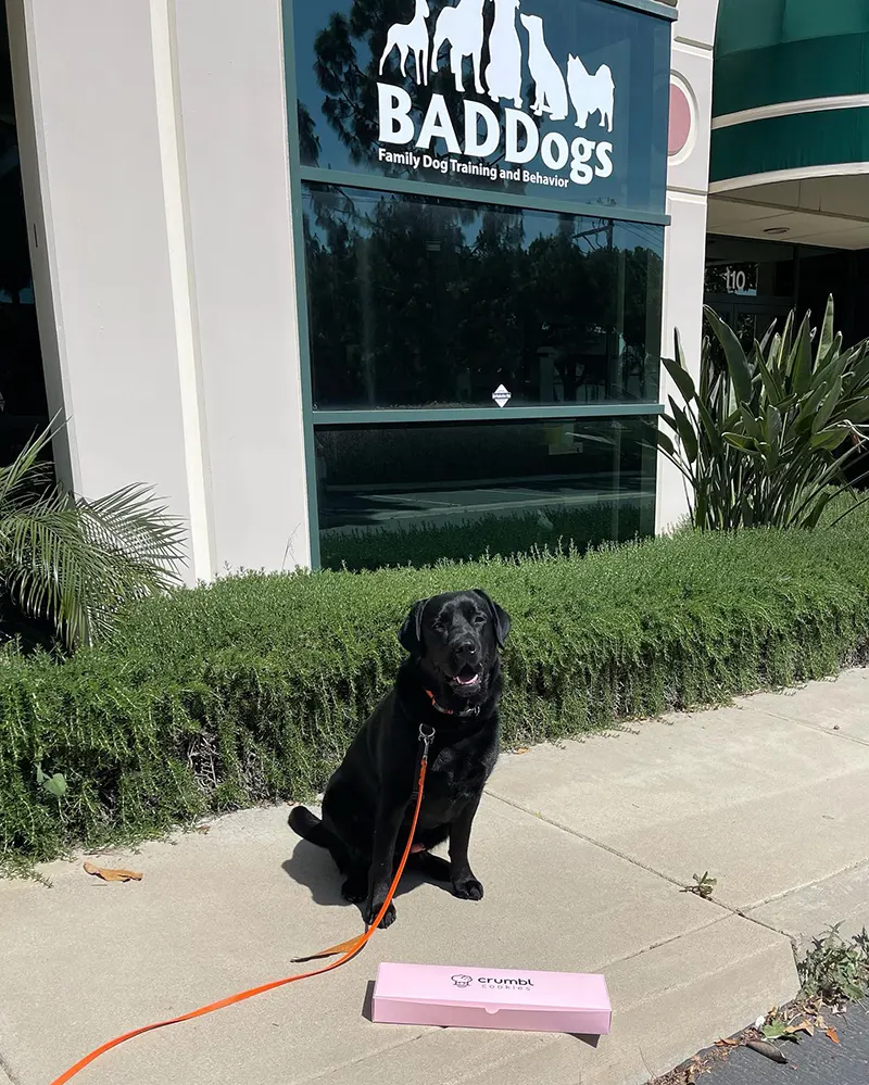 Black dog sitting on the sidewalk in front of BADDogs office