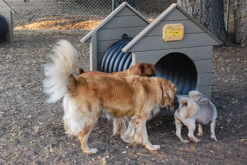 Three dogs in a meeting outside a dog house
