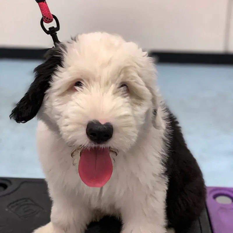 Black white puppy under lease showing tongue