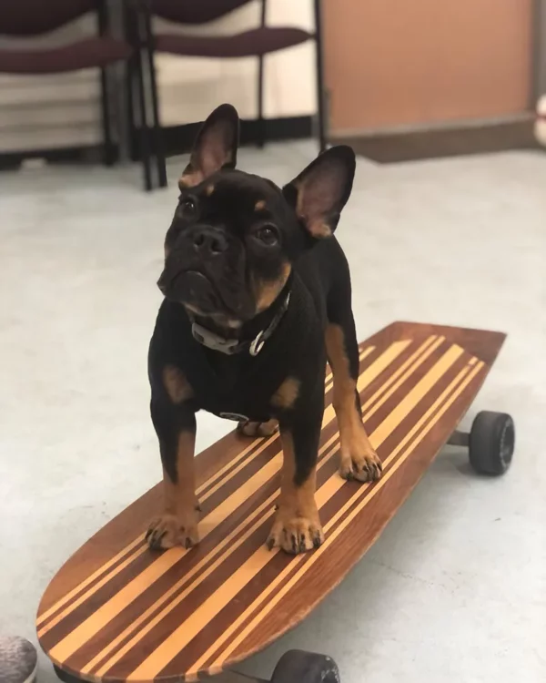 Puppy Pitbull riding a scateboard