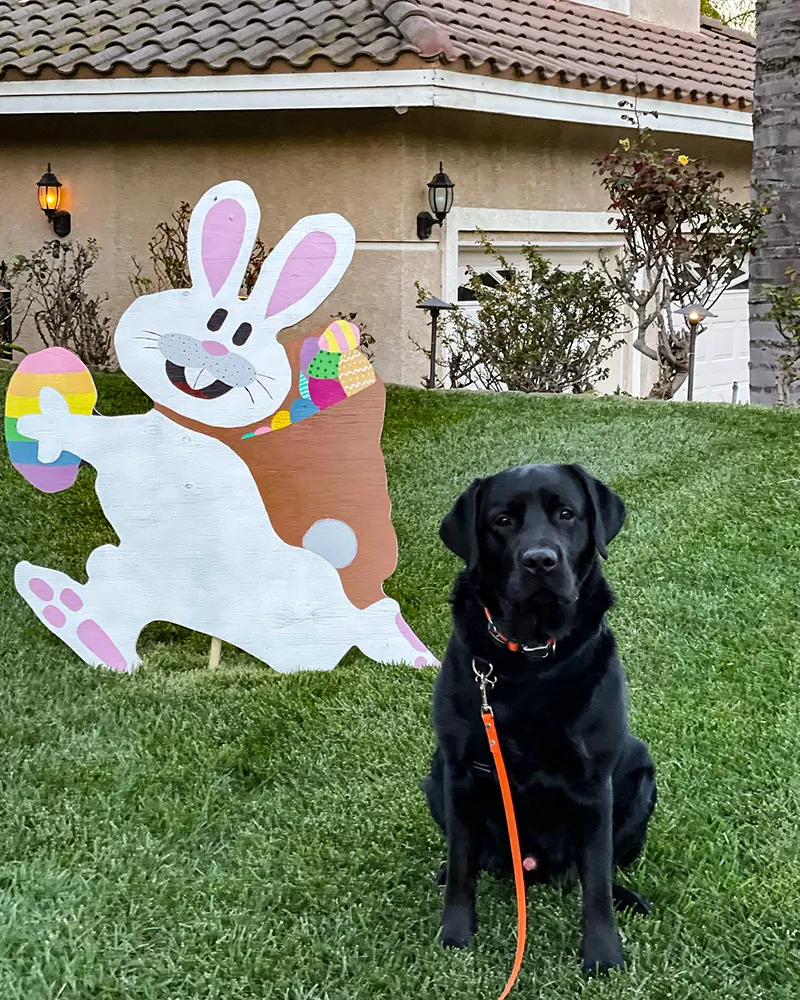 Black dog in a lease sitting beside the bunny board