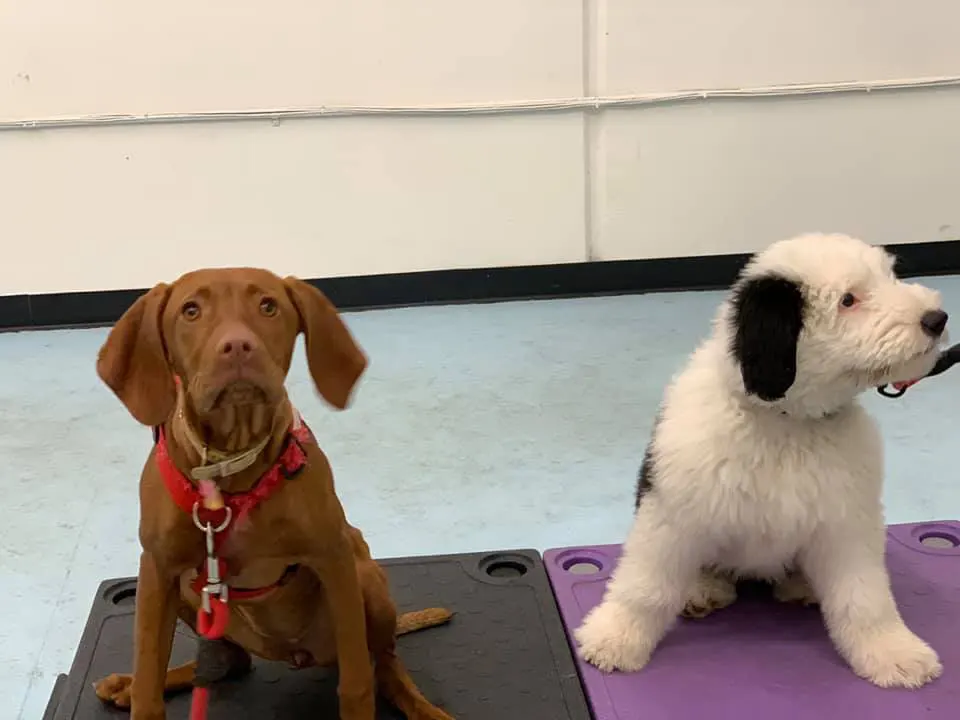 Two dogs sitting on a yoga mat