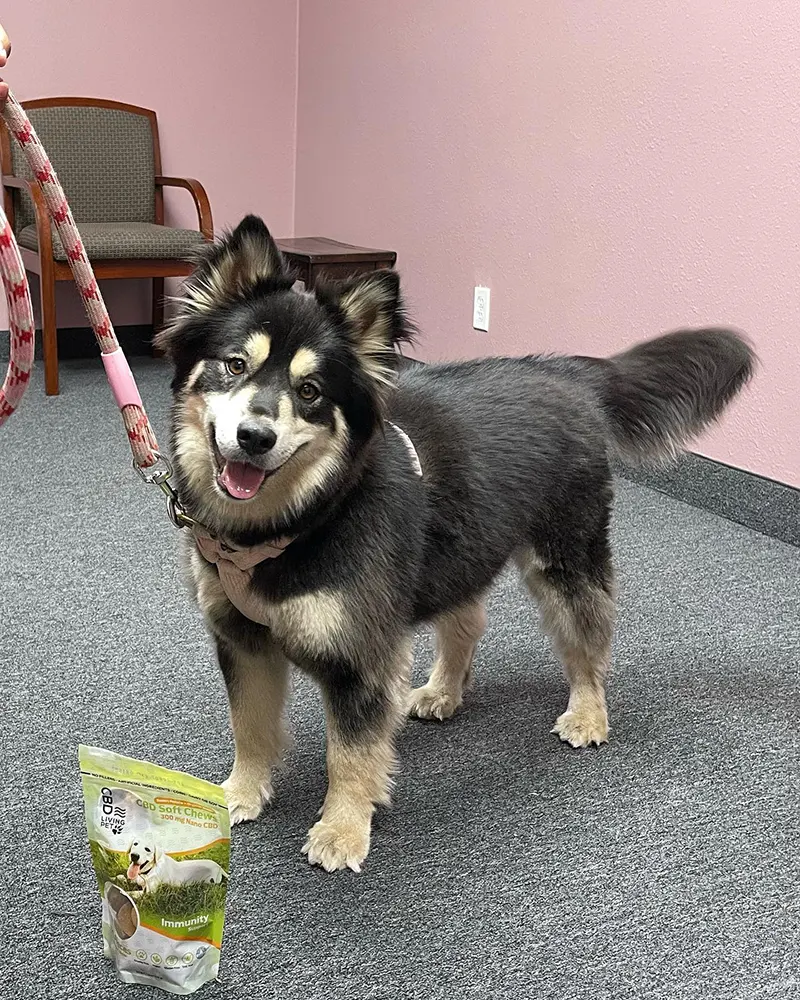 Husky puppy in a lease beside a pet snack