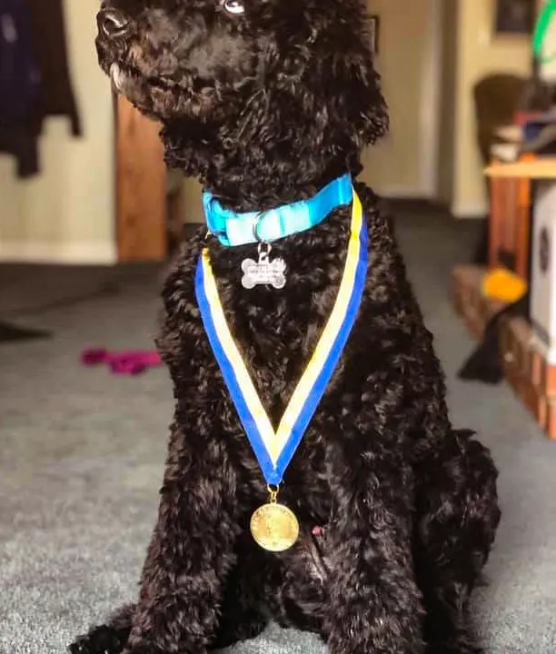 Dark brown Poodle sitting with medal and colar