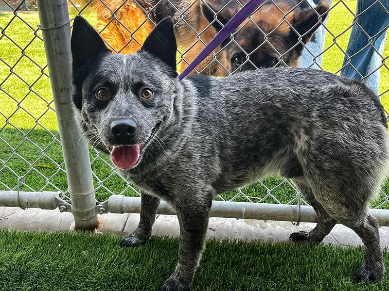 Gray Fox dog puppy