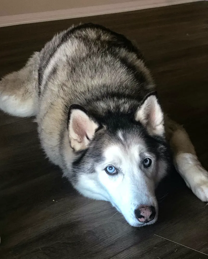 Husky laying on the ground