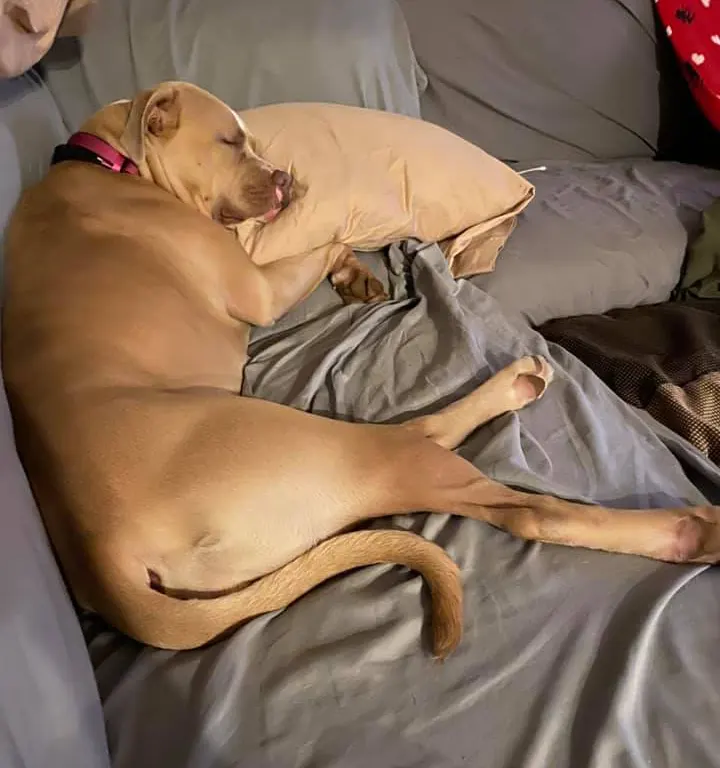 Brown Pitbull sleeping on the couch