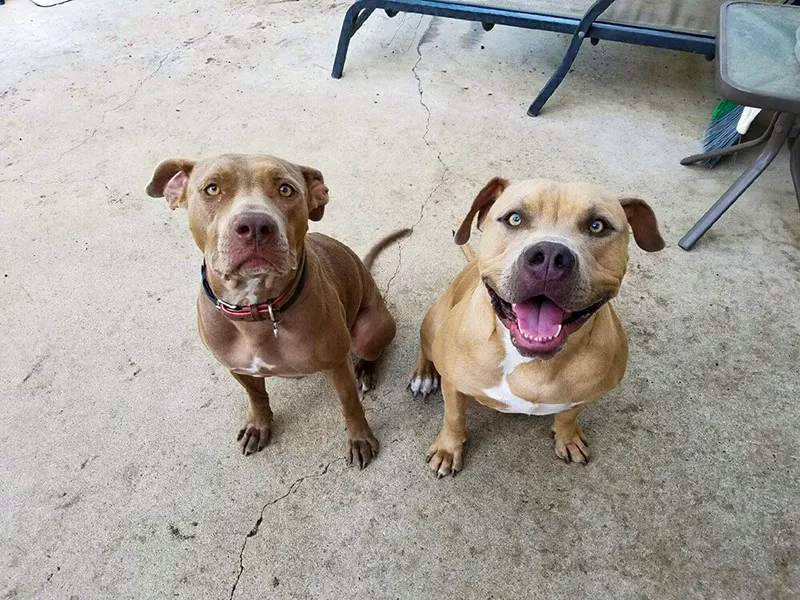 Two Pitbull sitting looking above