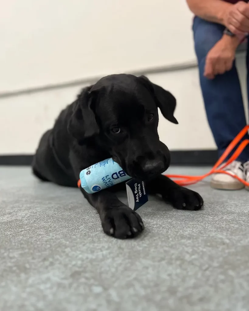 Black dog sitting while chewing something