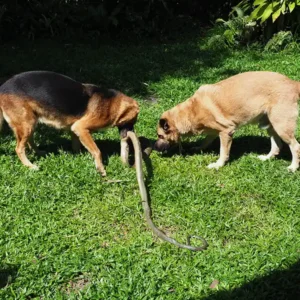 Two dogs fighting a rattle snake.